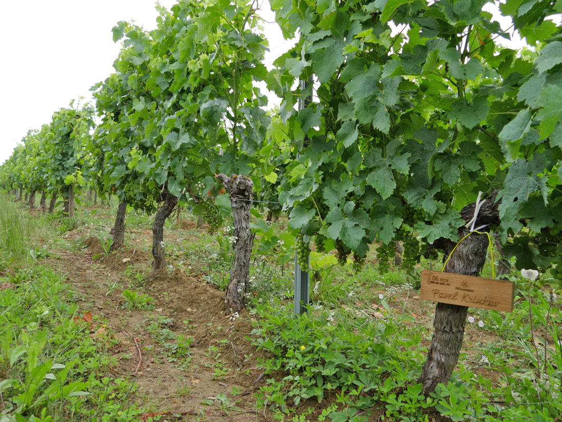 Виноградник на урожай